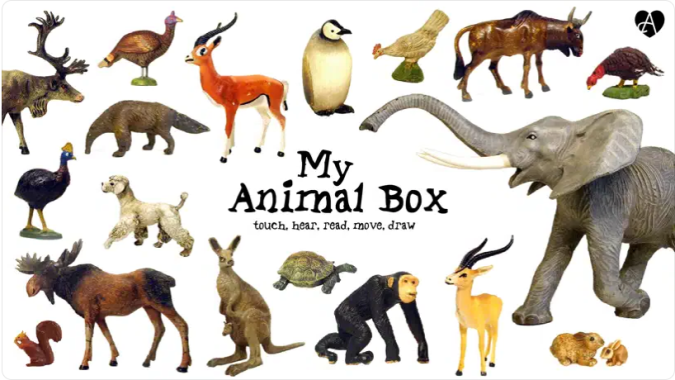My Animal Box